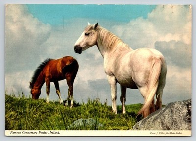 Famous Connemara Ponies Ireland John Hinde Postcard J. Willis Photo