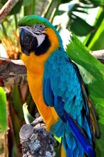 Macaw Parrot Yellow And Blue Bird Portrait Photograph Picture Print