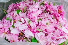 Egyptian Rose Pure Essential Oil