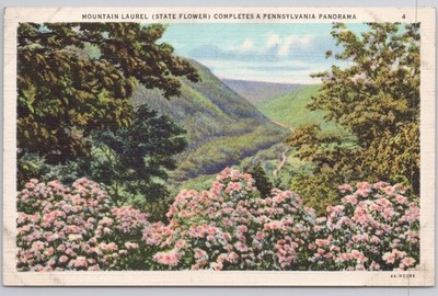 Postcard Panorama of Pennsylvania's State Flower ( Mountain Laurel) Blooming N-8