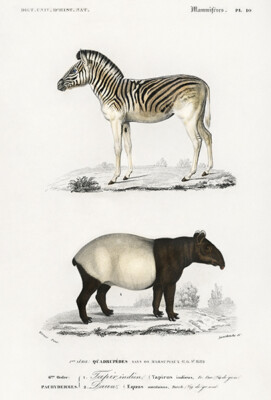 Malayan Tapir (Tapirus Indicus) - Mountain Zebra (Dauw) 1849 Illustration Magnet