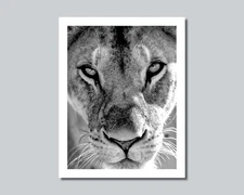 Female LION LIONESS Photo Picture AFRICA - 8x10 11x14 16x20 w/Framed Option (W3)