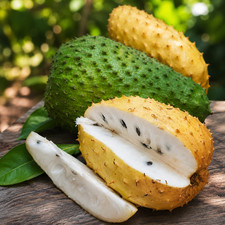 Semillas frescas de guanábana dorada 100++ (Annona muricata) para plantar
