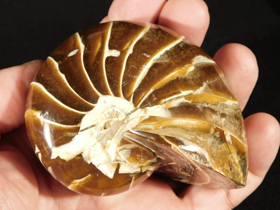 Big Very Rare! 100% Natural Polished Cretaceous Era NAUTILUS Fossil 346gr - Image 2 of 4