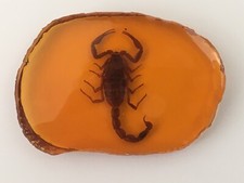 Scorpion in Replica Amber Pendant Taxidermy Fossil Insect Bug In Resin + Stand