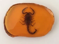 Scorpion in Replica Amber Pendant Taxidermy Fossil Insect Bug In Resin + Stand