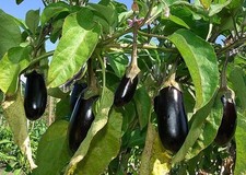 Aubergine 40 Graines Bio