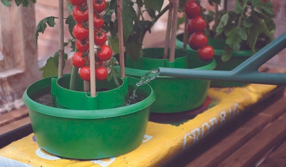 Tomato Plants In Pots For Sale - Foto 5