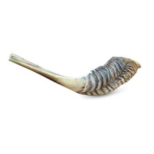 Ram Horn Shofar Synagoge Gebet 25-30 cm nat&uuml;rliche Form