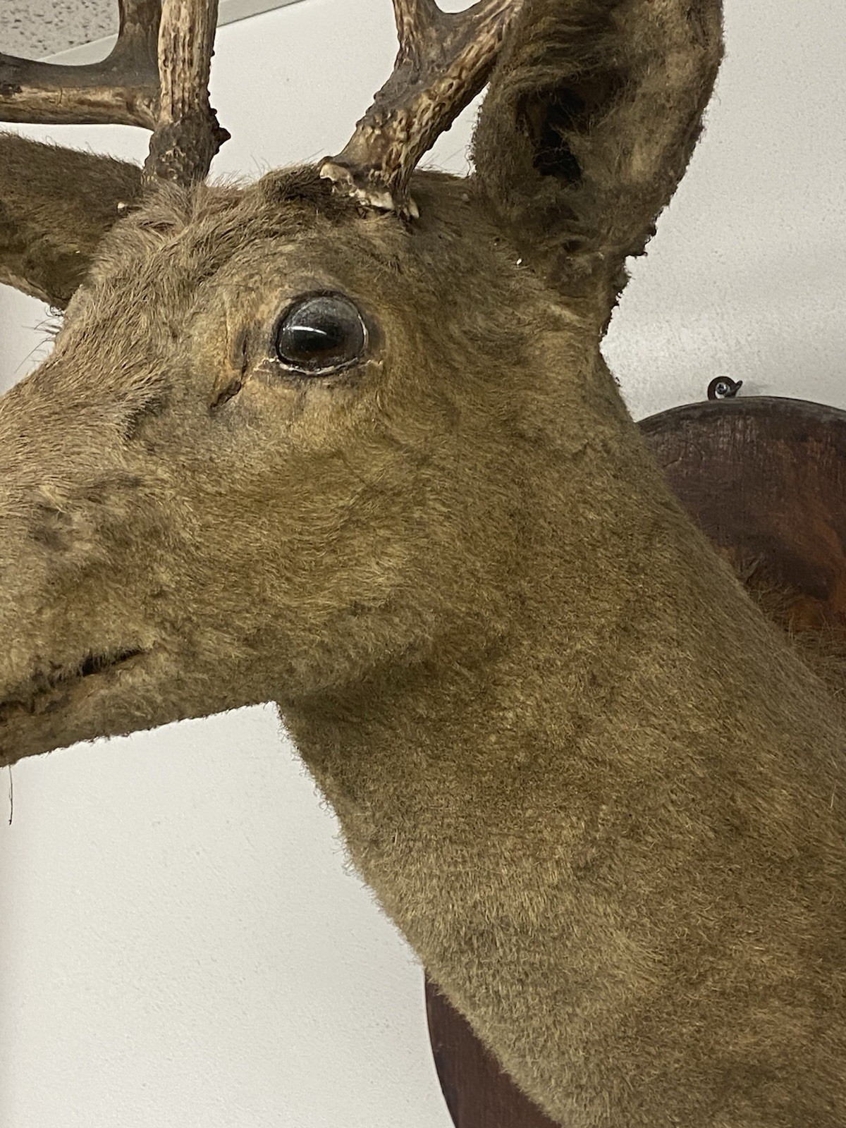 VINTAGE 8 POINT DEER TAXIDERMY WALL MOUNT
