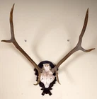 Beautiful 6ender Red Deer Antlers on Trophy Board Red Deer Trophy