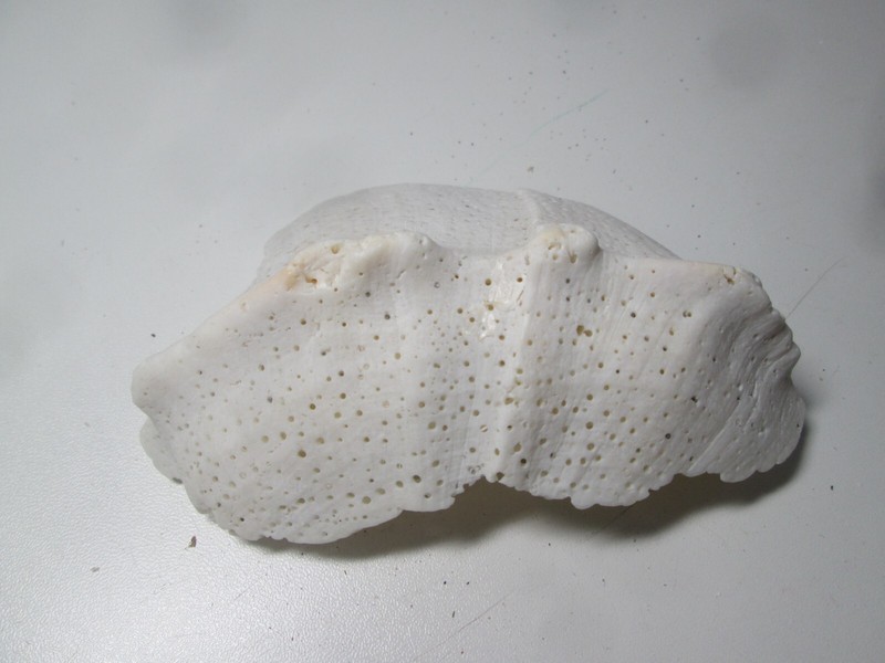 Natural Coral Sea shell Specimen Nautical Décor 4.5" by 3"