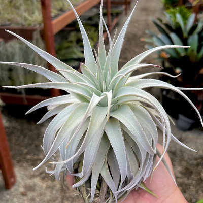 Gardneri var Rupicola Air Plant *EXTREMELY RARE* | eBay Gardneri var Rupicola Air Plant *EXTREMELY RARE* | eBay