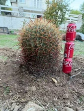 15years old Rare 39cm Giant Pink Ferocactus Bare Root Live , Collector Grade