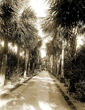 1880-1910 Ocean Ave, Palm Beach, Florida Vintage Old Photo 8.5" x 11" Reprint