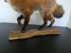 Red Fox Full Body Mount Taxidermy  — photo 7