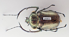 j93811. Unmounted insect: Cheirotonus battareli. North Vietnam. 64mm?
