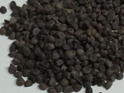 Beejband Sida cordifolia Country mallow Bala Bhadra Kanghi Badiyalaka WHOLE-50g