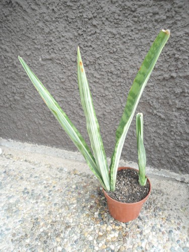 Sansevieria trifasciata Bantels Sensation Mutation (Mutterpflanze mit Ausläufer) - Bild 2 von 12