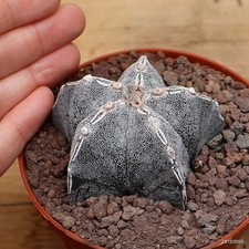 Astrophytum myriostigma onzuka Vaso 10 cm Cod.2312-17 V no ariocarpus