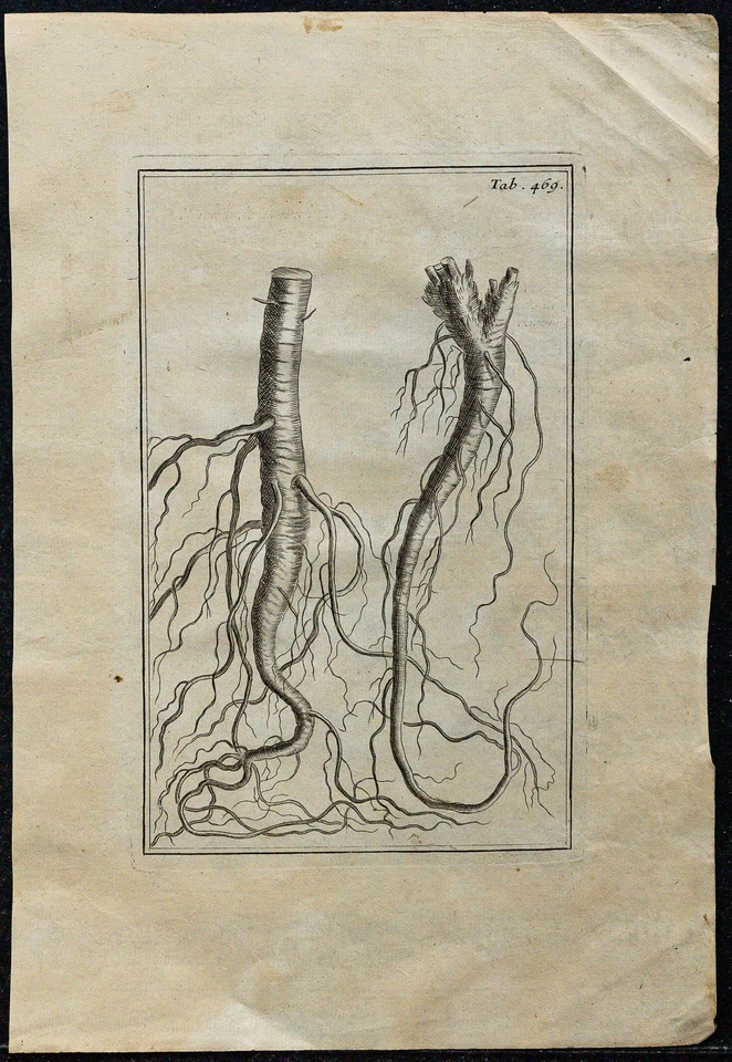 1719 - Racine Pear & Chardon Roland - engraving antique Of Botany