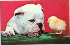 postcard Bulldog puppy looking at baby chic