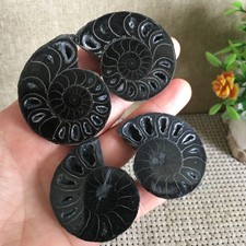 82g   blackStone Carving Home Decoratio  Ammonite  Specimen Shell Healing pd2870