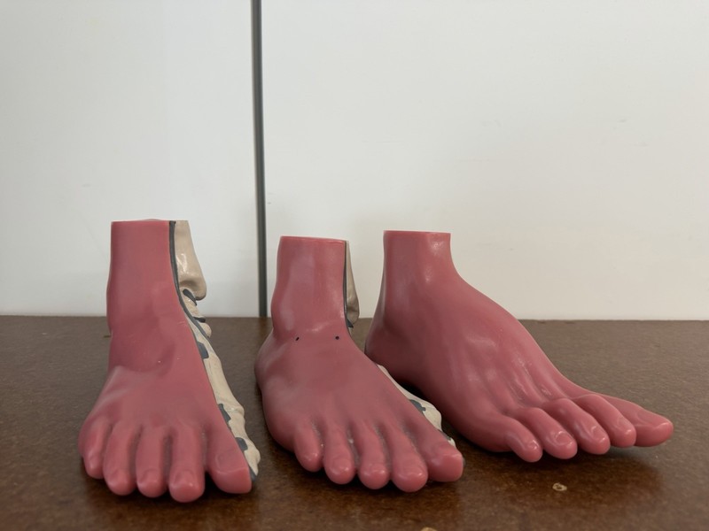 Vintage Anatomical Medical Plastic Foot Model Podiatry  Flat, High Arch, Normal