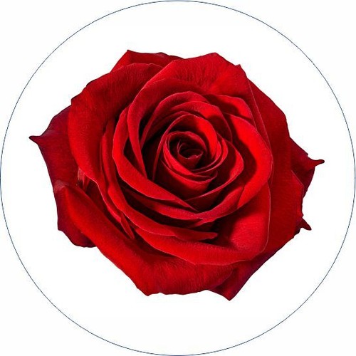 24 x Edible Roses Cupcake Fairy Cake Wafer Decoration Toppers - Pre-CUT Optional - Picture 2 of 7