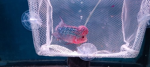A+++ Live Flowerhorn fish male Super big kok head Size 2.5" -3.0" - Picture 9 of 11
