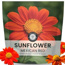 Mexican Sunflower (Red) – 2,000 Seeds for Planting – 1 Ounce Pack – 2026 Grow... 260.32 per gallon