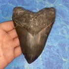 MEGALODON SHARK TOOTH 5.39” HUGE TEETH MEG SCUBA DIVER DIRECT FOSSIL NC 9909