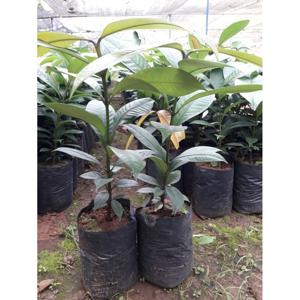 grafted Mangosteen Tree Garcinia mangosten, tropical fruit 16"19