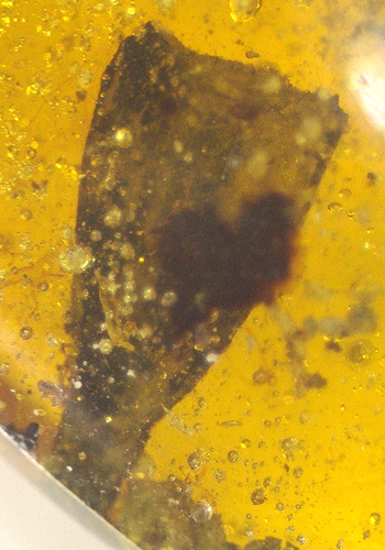 Beautiful Cretaceous Planthopper in Burmese Burmite Amber Fossil Dinosaur Age - Picture 7 of 13
