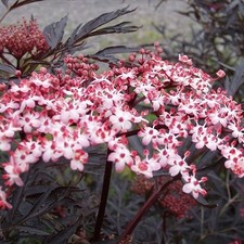 Sambucus Black Lace Common Elder Flowering Outdoor Garden Shrub Plant
