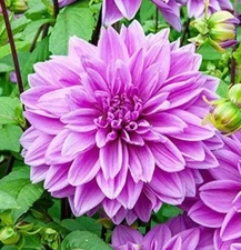 1 "Lilac Time" Dinnerplate Dahlia - Large Tuber - US Seller