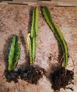 3 pack Acanthocereus Tetragonus 9 & 18 inch Barbed Wire Cactus plants Florida US