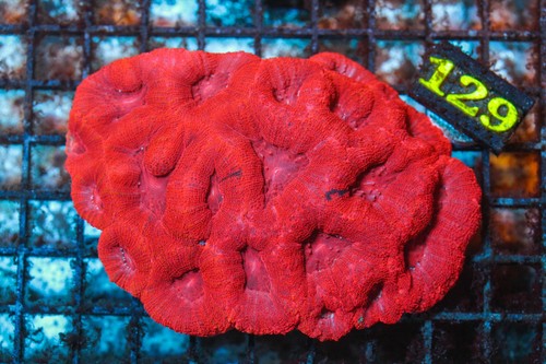 WYSIWYG live coral - Corals Depot - red bowerbanki colony