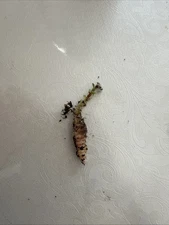 Kohleria Rhizome 48 2133