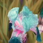 30 Heirloom Iris Seeds Fragrant Flower Plant (much less money than bulbs)