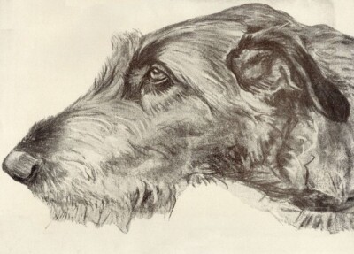 Irish Wolfhound | Wolf Hound - CUSTOM MATTED - Dog Art Print - Langley - NEW