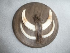 Warzenschwein Hauer Jagdtrophäe Design Deko Unikat