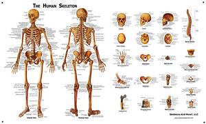 Skull Anatomy Chart