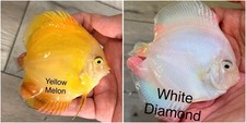 Pack Of 2 - 3.5  - 4  Live Discus Aquarium Fish - Express Shipping