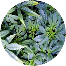 Slipmat Scratch Pad Felt 12" Turntable LP DJ Record Player Marijuana POT GROWTH