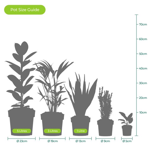 Cast Iron Plant Aspidistra Elatior Indoor House Plants Evergreen Tall Exotic - Picture 7 of 22
