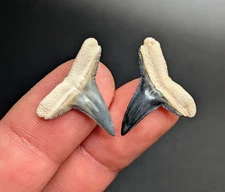 Breathtaking Pair Of Blue Lemon Shark Teeth BV Florida Gems Megalodon Era