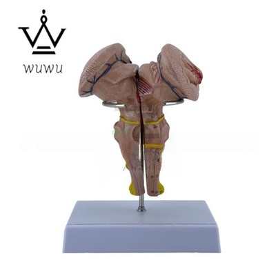 Human Brain Stem Enlarged Anatomy Model for Medical Teaching