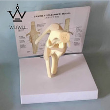 Dog Knee Joint Model Dog Skeleton Animal Dog Skeleton Pet Model