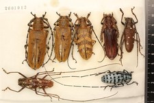 Batocera for collectors | rare Batocera longhorns